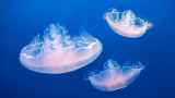 Москвичей предупредили о появлении в водоемах медуз из-за жары 